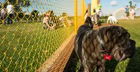 O lado pet do Parque Villa-lobos