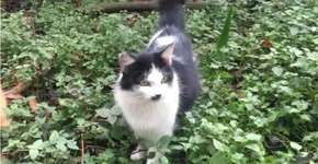 Gatos do Parque da Aclimação: castrar e cuidar é o melhor caminho