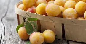 Nêspera: a fruta que protege o fígado e ajuda a manter a pele jovem