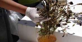 Newsgame sobre combate a dengue