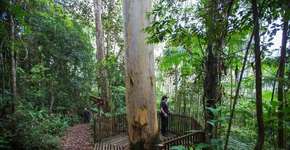 Cinco parques naturais de SP vão ser abertos ao público neste verão