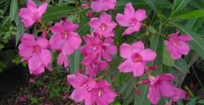 Foto: (Imagem sem texto alternativo disponivel ID [830680])