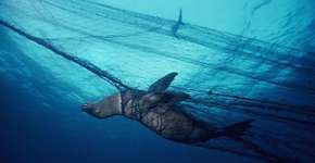 Foto: (Imagem sem texto alternativo disponivel ID [1063500])