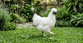 Foto: (Imagem sem texto alternativo disponivel ID [2769331])