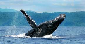 Foto: (Divulgação)