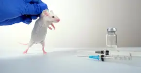 Conheça a vacina contra Alzheimer que recuperou memória de ratos