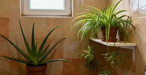Se você tiver mofo em casa, deixe essa planta no lugar, ela vai mudar tudo para você