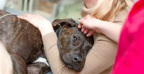 Foto: (iStock/Kateryna Kukota)