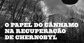Pioneira no Brasil, marca confecciona roupas à base de fibra da maconha