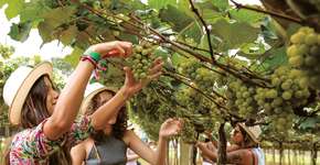 Foto: (Renato Galvão/Divulgação)