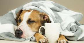 Gripe em cachorro: veja os sintomas e as formas de prevenção