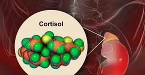 Foto: (iStock/Dr_Microbe)