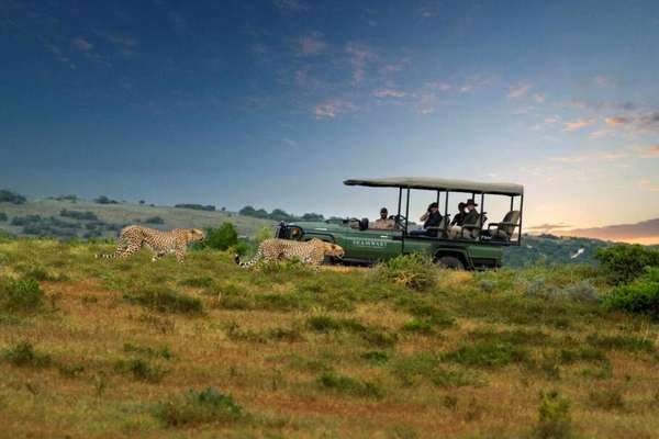 Durante o safári turistas podem observar guepardos
