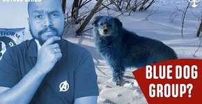 Entenda o caso dos Cachorros Azuis que viralizou na internet