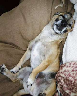 Veja alguns dos cães e gatos que já estão participando do #MostreABarriguinha!