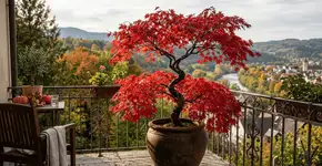 A árvore ideal para embelezar sua varanda no outono