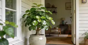 Foto: (Imagem sem texto alternativo disponivel ID [2683810])