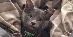 Foto: (Imagem sem texto alternativo disponivel ID [1180365])