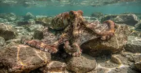 Foto: (Imagem sem texto alternativo disponivel ID [2718979])