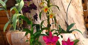 Salvas do lixo, orquídeas agora enfeitam árvores das calçadas nos Jardins