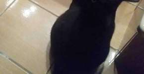 Corvo ou gato? Conheça o novo enigma da internet