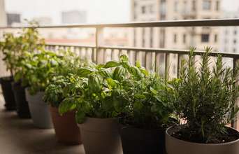 Secondary news: Pouco espaço? Veja como ter ervas aromáticas em casa