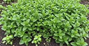 Foto: (Imagem sem texto alternativo disponivel ID [2771551])