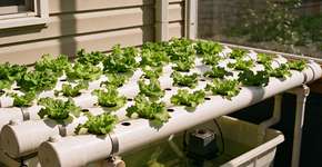 Foto: (Imagem sem texto alternativo disponivel ID [2698979])