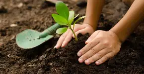 Aprenda a fazer o ‘jardim escolar amigável’ para quem tem asma