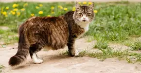 Foto: (Imagem sem texto alternativo disponivel ID [2667125])