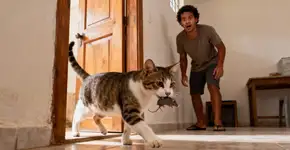 O que significa quando seu gato traz um rato vivo para dentro de casa