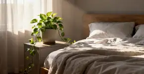 Essa é a planta aprovada pela Nasa que você deve colocar ao lado da sua cama para melhorar a qualidade do ar e dormir bem