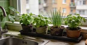 Foto: (Imagem sem texto alternativo disponivel ID [2699165])