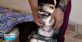 Cachorro é adotado após ter a garganta cortada por antigo tutor