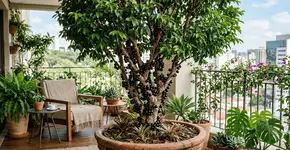 A planta que cresce num piscar de olhos, e da bacias de frutos todos os anos