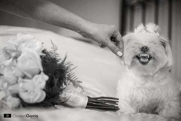 Cachorros de diferentes raças e tamanhos e compõe as fotos do book do casamento ou na própria cerimônia (imagem: Giovani Garcia) 
