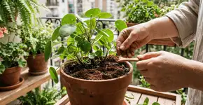 Foto: (Imagem sem texto alternativo disponivel ID [2758099])