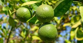 As 5 frutas mais nutritivas do mundo, segundo a Universidade William Paterson