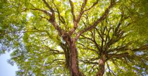 Foto: (Foto: Alex Cavanha)