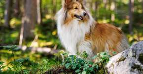 Foto: (Imagem sem texto alternativo disponivel ID [2626144])