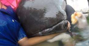 Mais um animal morreu após engolir lixo plástico nos oceanos