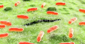 Foto: (luismmolina/istock)