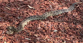 Foto: (Imagem sem texto alternativo disponivel ID [2121249])