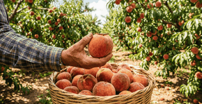 Foto: (Imagem sem texto alternativo disponivel ID [2770613])