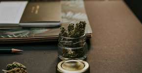 Uso de maconha pode aumentar risco fatal de câncer