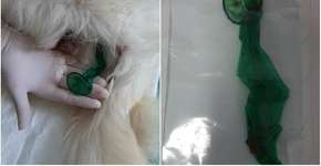 Veterinários acham camisinha dentro do ânus de uma cadela em Guarujá