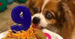 Mês do cachorro louco: veja as mais insanas festas de cães