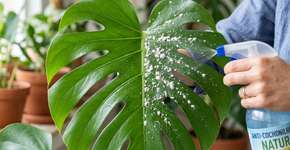 Acabe de uma vez por todas com as cochonilhas na suas plantas com uma receita caseira que promete ser infalivel