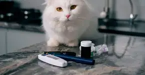 Foto: (Imagem sem texto alternativo disponivel ID [2611244])