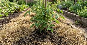 Se você tem grama recém-cortada, você tem um tesouro: 3 ideias para aproveitá-la ao máximo em casa e não jogá-la fora